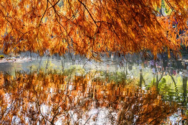 好美!南京落羽杉林美出了油画质地