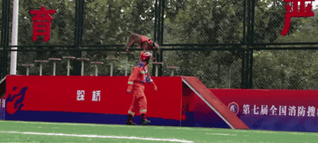 显眼包“二驴”再现赛场!表现如何?