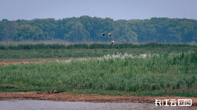 出生半小时就能奔走!荆州石首保护区新添498头小麋鹿