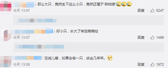 大熊猫阿宝诞下龙凤胎,在美国出生并生活三年,曾被误以为是雄性