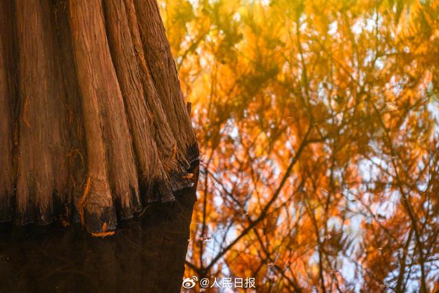 好美!南京落羽杉林美出了油画质地