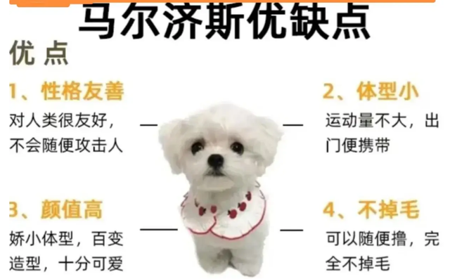 杭州大爷摔狗后续：此狗是价值十几万的名犬，律师发声：无需担责