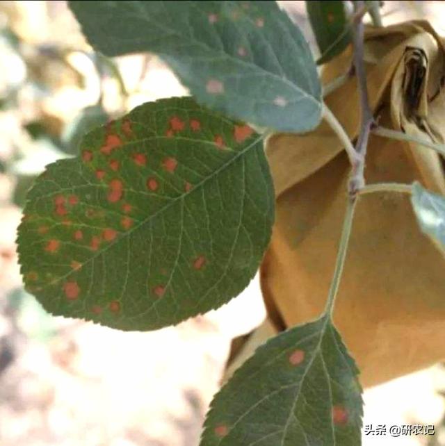 生物抗生素多抗霉素，保护治疗，药肥双效，绿色农业生产的必备！