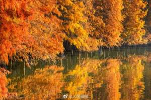 林好美(好美南京落羽杉林美出了油画质地)