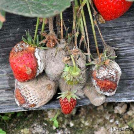 生物抗生素多抗霉素，保护治疗，药肥双效，绿色农业生产的必备！