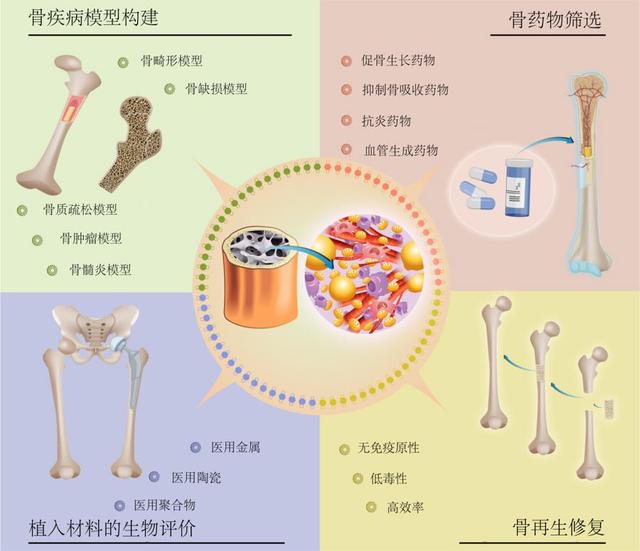 上海大学团队制备出“骨类器官”,将为骨科手术带来革命