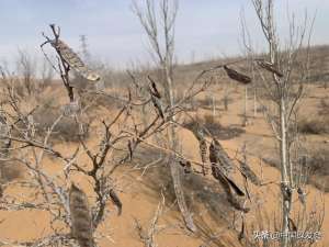 一斤蝎子多少钱(每年收购上千吨,宁夏蝎子南方卖,蝎贩子比蝎子“毒”?)