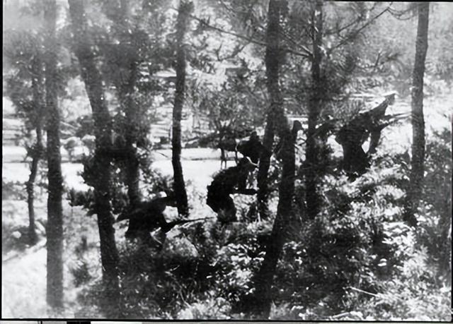 残害无辜的匪首陈通焕，藏匿在牛棚中，因一战士上厕所暴露被诛杀