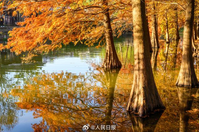 好美!南京落羽杉林美出了油画质地