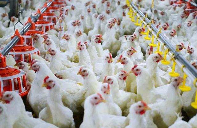 福建日报刊发“敏言”文章：三位一体，教育科技人才怎样同轨同向