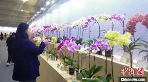 193个台湾蝴蝶兰新品种福建漳州亮相