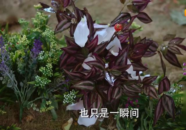 《择天记》落落成为神女,陈长生最终失去了那个爱他如命的徒弟