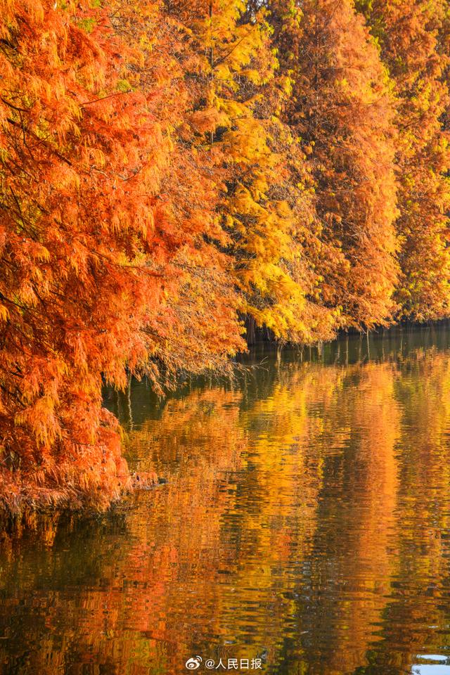 好美!南京落羽杉林美出了油画质地