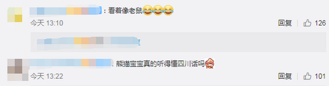 大熊猫阿宝诞下龙凤胎,在美国出生并生活三年,曾被误以为是雄性