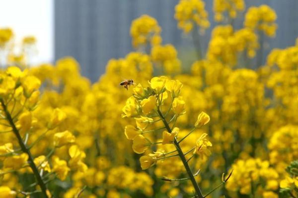 今日春分,花开燕归来,莫负春光好
