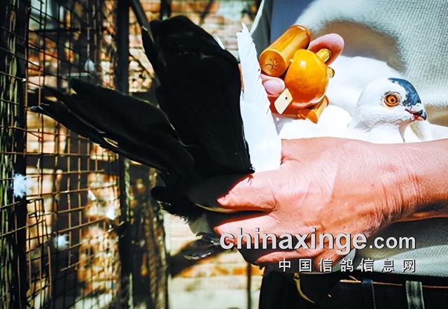 鸽子背上的风情——鸽哨