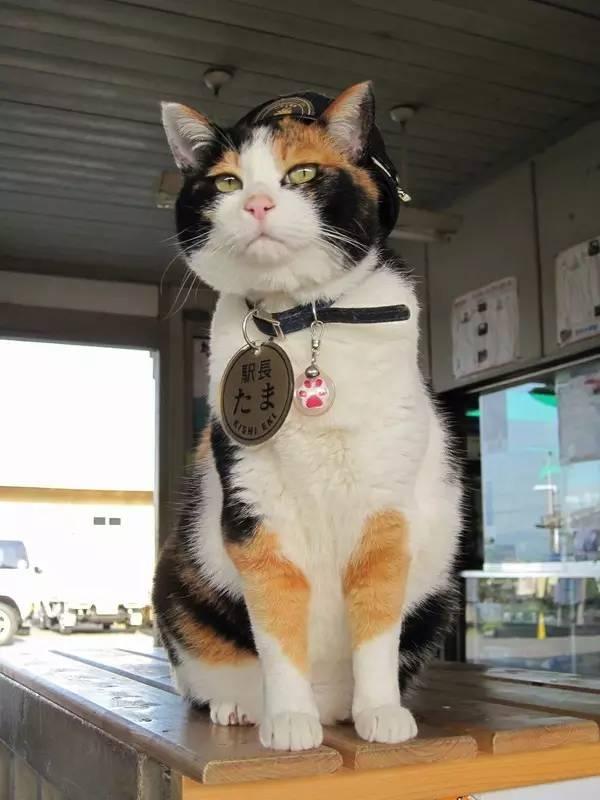 不知道这十大网红,你这些年就白上网了