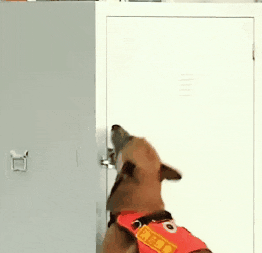 显眼包“二驴”再现赛场!表现如何?