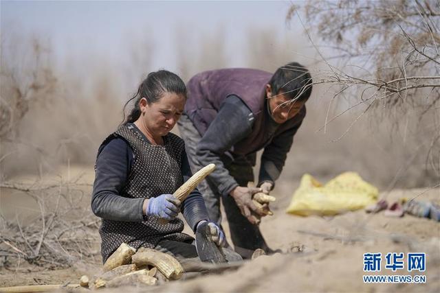 一步千年,“最后的沙漠部落”迁入新家园
