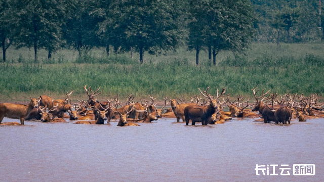 出生半小时就能奔走!荆州石首保护区新添498头小麋鹿