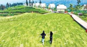 何国(七个方面下功夫 不断擦亮“雅安藏茶”金字招牌)