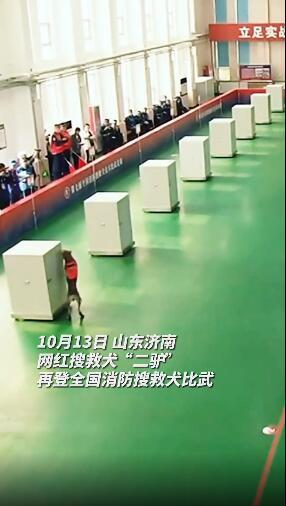 显眼包“二驴”再现赛场!表现如何?