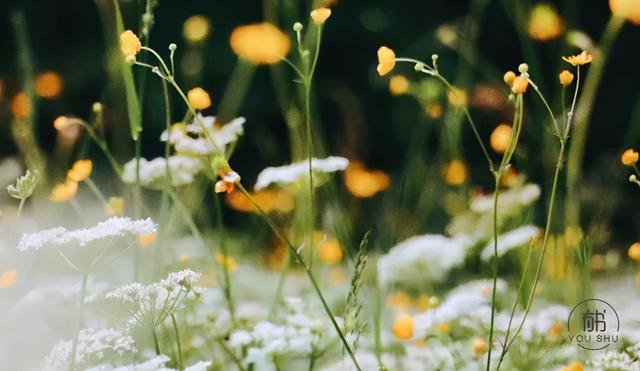 五月你好：愿你从前不回头，往后不将就