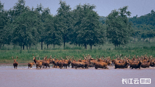 出生半小时就能奔走!荆州石首保护区新添498头小麋鹿
