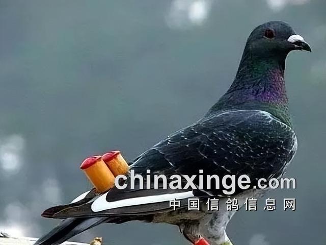 鸽子背上的风情——鸽哨
