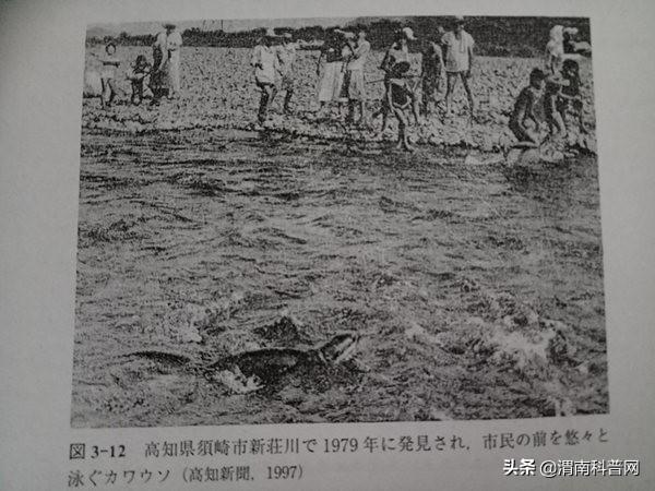 又是一年“獭祭”时丨“河童”原型是如何灭绝的?