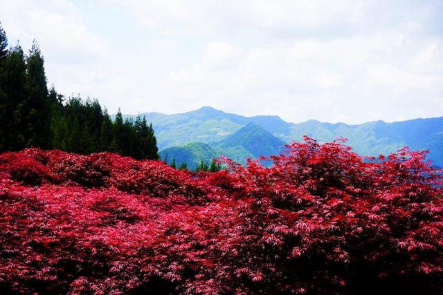 诗画鹤峰:红枫点燃五月的激情
