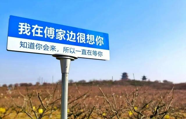 万亩梅花+爆汁草莓+古园民宿!快来溧水傅家边~
