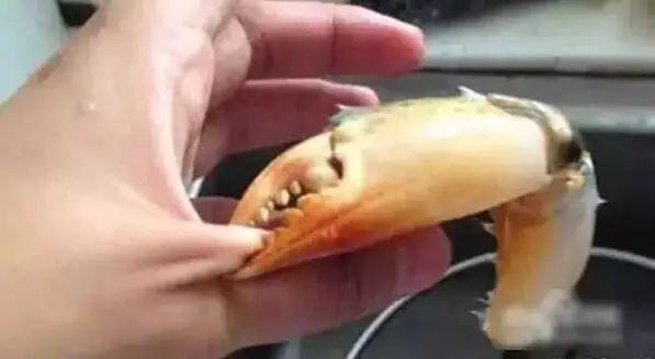 救我！我被一斤重的螃蟹夹住手了，它又在用力！我好痛啊～
