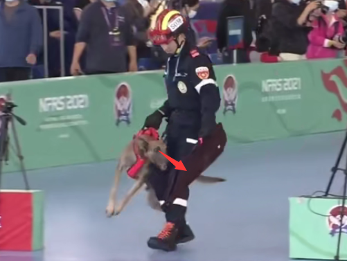 显眼包“二驴”再现赛场!表现如何?