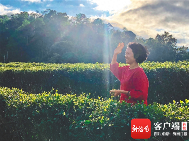 五指山“茶姐”郑丽娟:消博会上,海南茶香致远