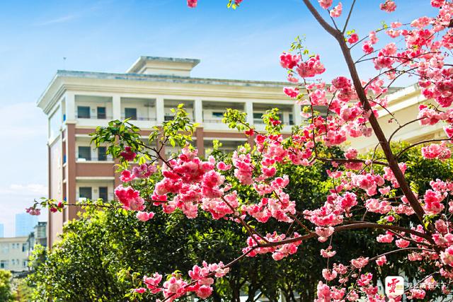 “守望云心”校长访谈丨云南大学附属中学:用心育守护学生的心灵之花