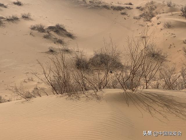 每年收购上千吨，宁夏蝎子南方卖，蝎贩子比蝎子“毒”？