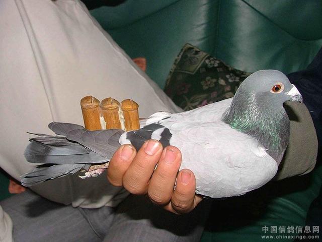 鸽子背上的风情——鸽哨