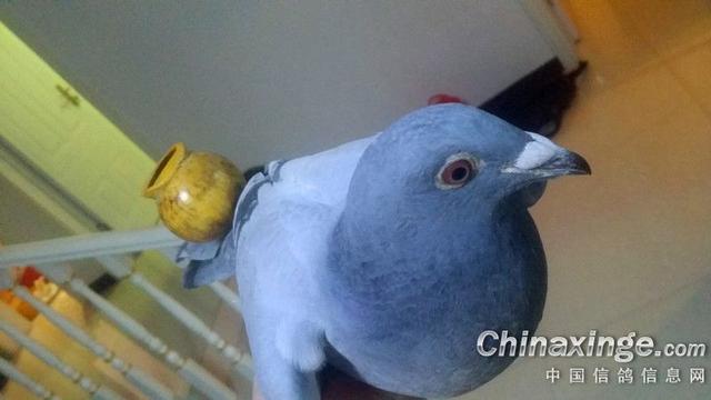 鸽子背上的风情——鸽哨