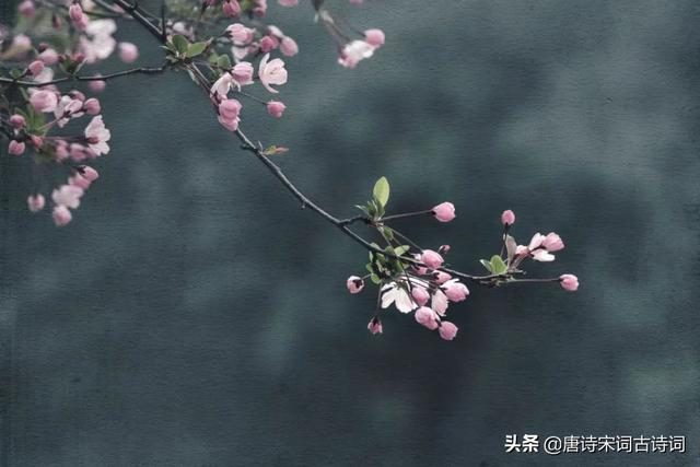 苏轼的春天，也无风雨也无晴