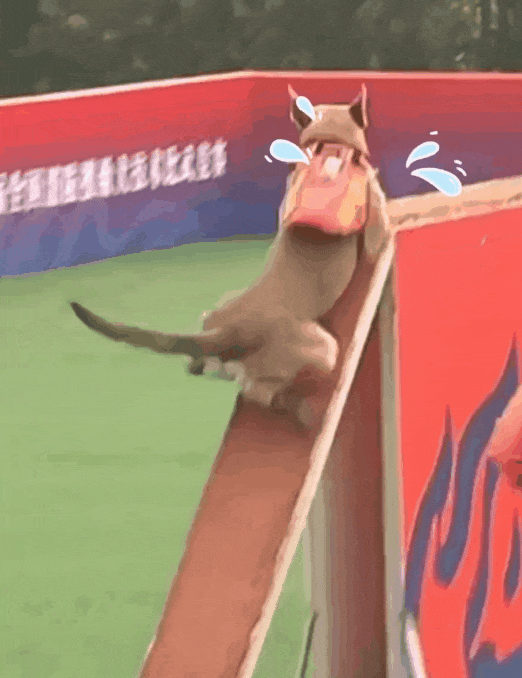 显眼包“二驴”再现赛场!表现如何?