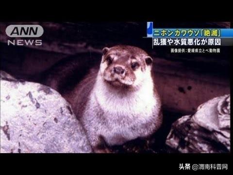 又是一年“獭祭”时丨“河童”原型是如何灭绝的?