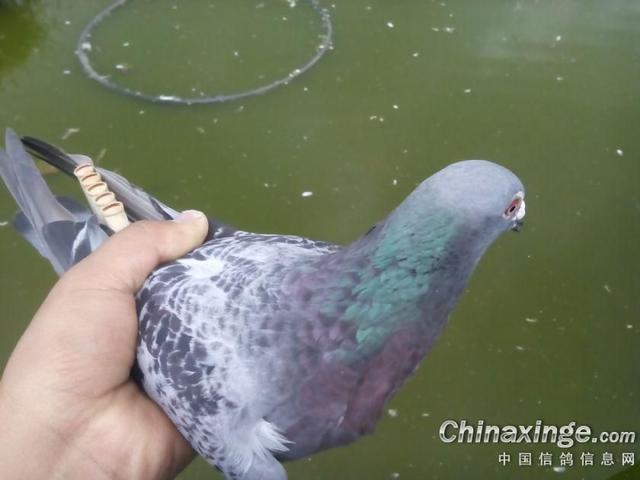 鸽子背上的风情——鸽哨