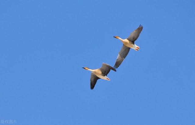 一斛珠 (两首)情归也