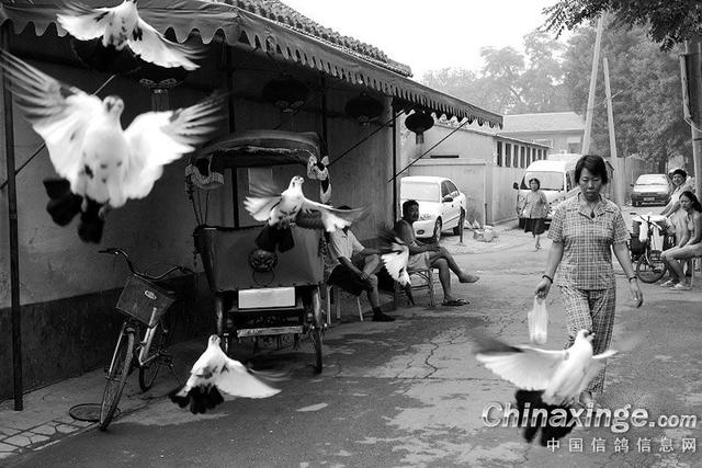 鸽子背上的风情——鸽哨