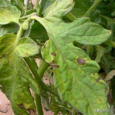 生物抗生素多抗霉素，保护治疗，药肥双效，绿色农业生产的必备！