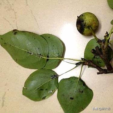 生物抗生素多抗霉素，保护治疗，药肥双效，绿色农业生产的必备！