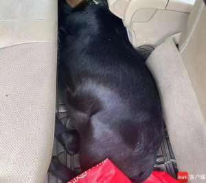 7煌(抓盗窃活羊案件高发海南这7名“灰太狼”落网……)