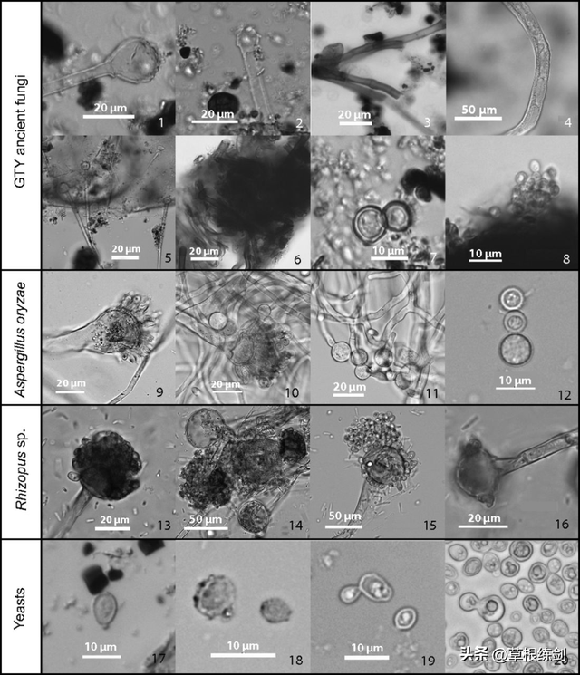 它曾经是剧毒霉菌，如今是酱料之王