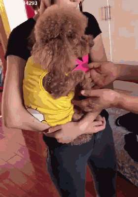 内有恶犬(“内有恶犬”?路人好奇一瞧,笑得直不起腰)